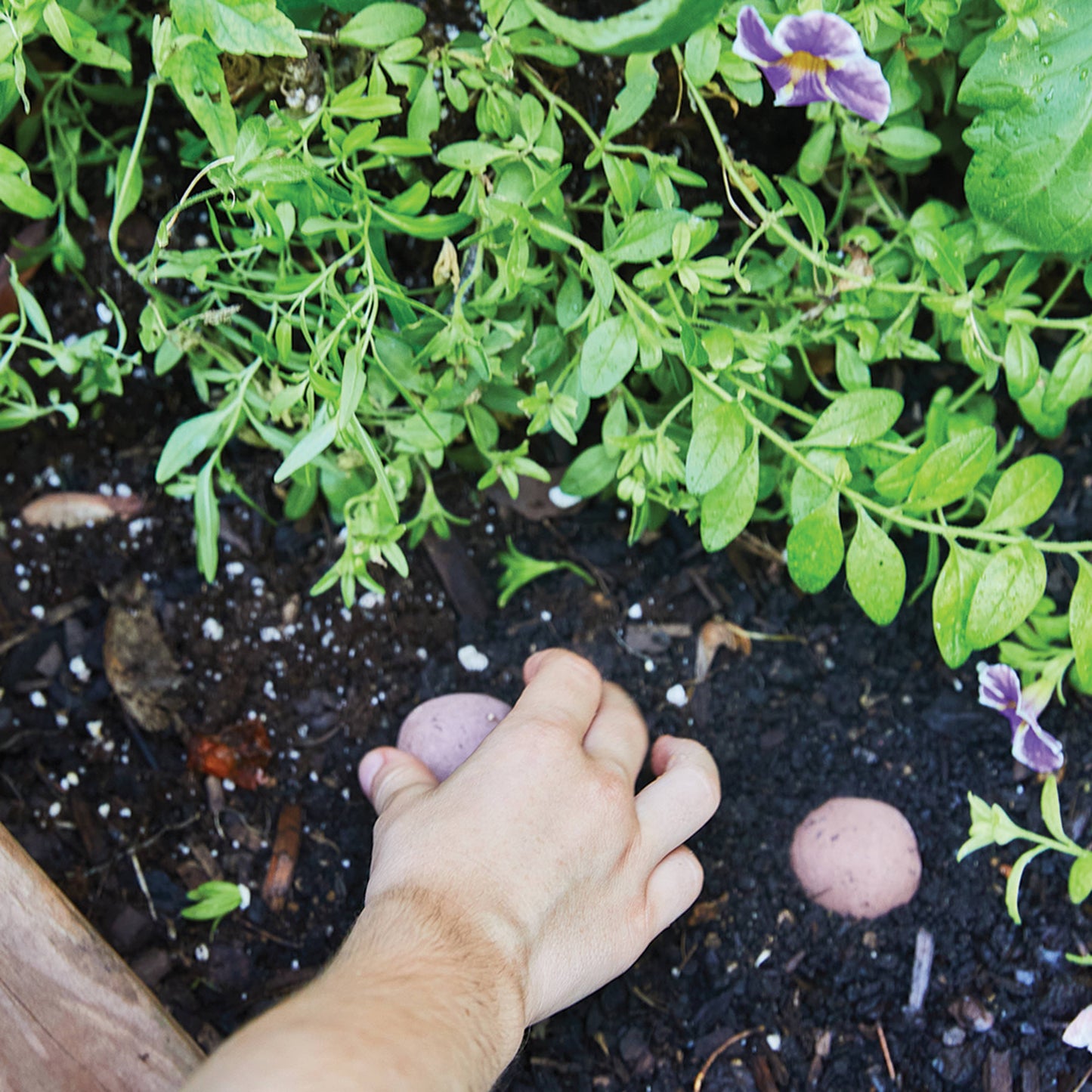 Herb Seed Bomb